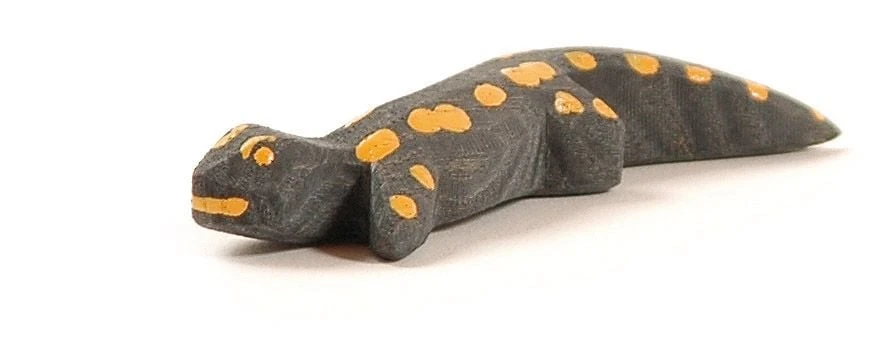 Ostheimer Salamander 1655 3 Ostheimer Salamander 1655